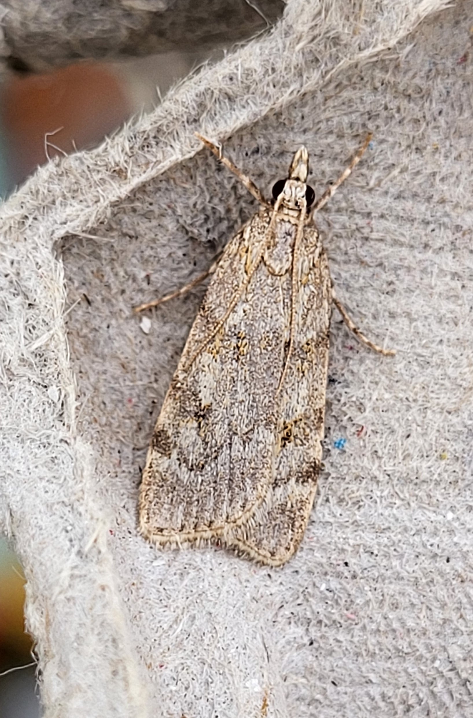 Photo of Large Grey (Scoparia subfusca)